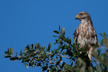 Red Shouldered Hawk in tree