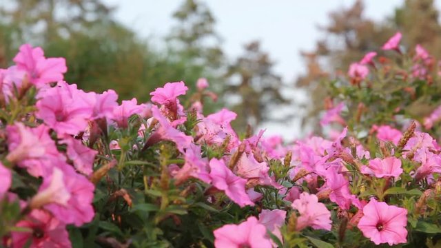 Beautiful Rack focus shot of a bed of pink flowers the shot moves from right to left. going from out of focus to in focus.