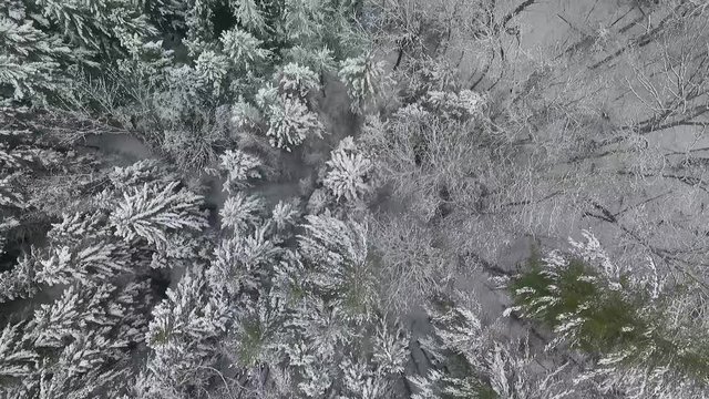 4K Aerial footage of a birds eye view of a drone flying over top of spruce trees covered in a beautiful dusting of snow.