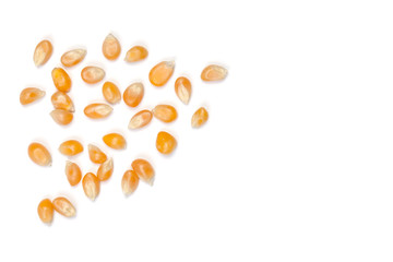 Dry corn kernels on white table with white space for  take text.