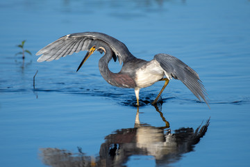 Tri-Colored Heron