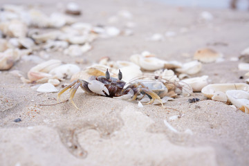 Ghost crab, small crab in sand of shore. Ocypod digs on the beach.