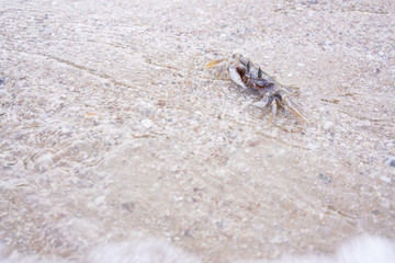 Ghost crab, small crab in sand of shore. Ocypod digs on the beach.