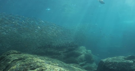 Flatiron Herring baitball from the islands of the sea of Cortez, Mexico.