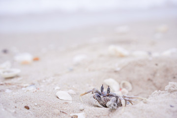 Ghost crab, small crab in sand of shore. Ocypod digs on the beach.