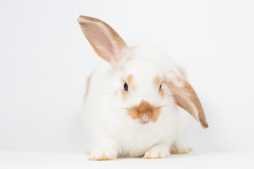 Young rabbit on white background, isolated
