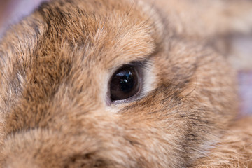 Young rabbit's eyes close up