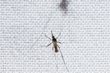 mosquito on white cloth