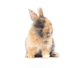 Baby rabbit 1 month old on white background