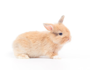Obraz premium Baby rabbit 1 month old on white background
