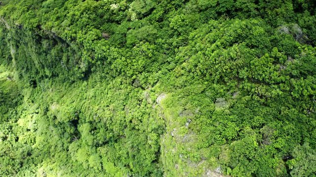 Aerial shot of beautiful Hawaiian rain forest. Shot on Mavic Pro 2 in 4k. Drone lens equivalent to 28mm.