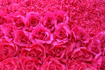 Red rose for love as Saint Valentine's day. Full screen of red flower as for background or backdrop for celebrating concept