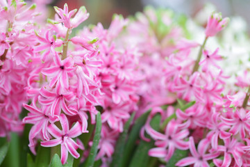 Hyacynths in garden, pink, white, purple wonder smelled flower planted in small pot. Famous for making purfume