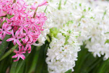 Hyacynths in garden, pink, white, purple wonder smelled flower planted in small pot. Famous for making purfume