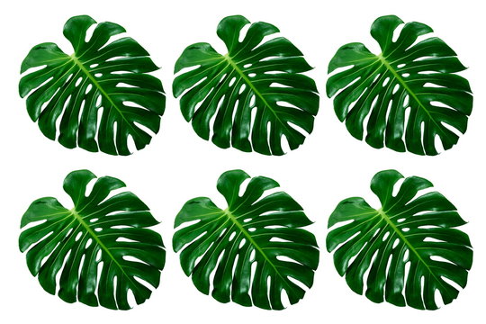 Wallpaper Pattern of Philodendron Split Green Leaves Monstera deliciosa Foliage . Tropical Rainforest Plant .