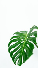 philodendron monstera tropical leaf on white background , vertical picture with many space .