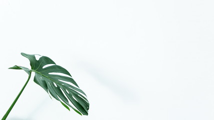 philodendron monstera tropical leaf on white background with many copy space . © Rattanachai