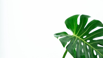 philodendron monstera tropical leaf on white background with many copy space . © Rattanachai