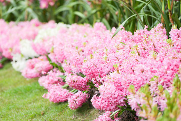 Hyacynths in garden, pink, white, purple wonder smelled flower planted in small pot. Famous for making purfume