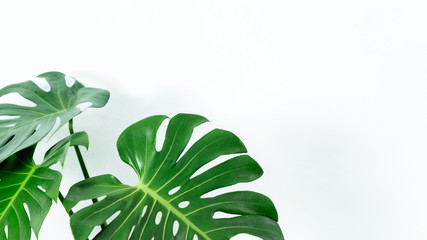 Fototapeta na wymiar Philodendron Monstera deliciosa , Tropical Botany Big Fresh Green Leaf . Hipster and Minimal Style , with copy space .