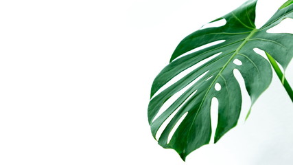 Close Up Texture Top View of Real Philodendron Split Green Leaf Monstera deliciosa Foliage . Tropical Rainforest Plant . Clipping Path and Isolated on White Background , Flat Lay with copy space .
