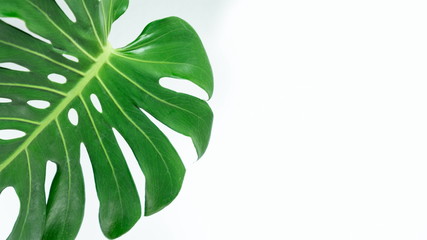 Fototapeta na wymiar Close Up Texture Top View of Real Philodendron Split Green Leaf Monstera deliciosa Foliage . Tropical Rainforest Plant . Clipping Path and Isolated on White Background , Flat Lay