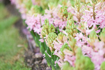 Hyacynths in garden, pink, white, purple wonder smelled flower planted in small pot. Famous for making purfume