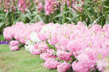 Obraz premium Hyacynths in garden, pink, white, purple wonder smelled flower planted in small pot. Famous for making purfume