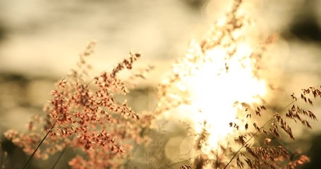 Beautiful grass flowers blown by the wind and the sunset background, the atmosphere of the countryside.