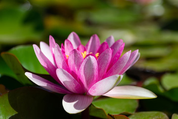 Pink lotus flower with yellow center