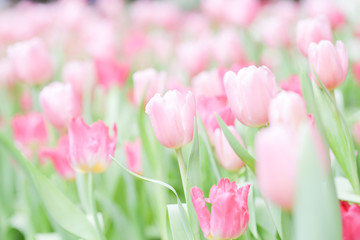 Fototapeta premium Colorful tulip field, summer flowerwith green leaf with blurred flower as background