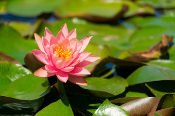 Pink lotus flower with yellow center