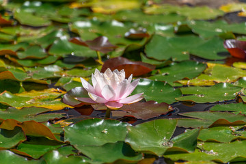 Pink lotus flower floating on water