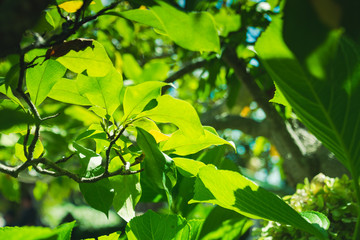 Vibrant green leaves lit in sunlight