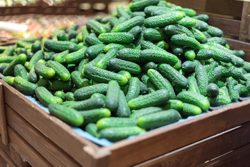 Green fresh cucumber in wooden box at grocery food store. Organic ingredients for healthy diet. Zero waste, plastic free concept. Gmo free organic cucumbers