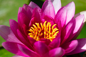 Pink lotus flower with yellow center