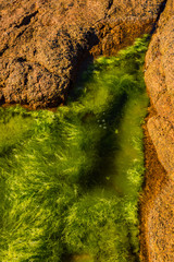 Granite pink boulders and green algae on the coast near Plumanakh..  Pink Granite Beach is a unique place in Brittany. France
