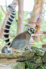Ring-tailed lemur  sitting on stone , Wildlife animal  in  Africa