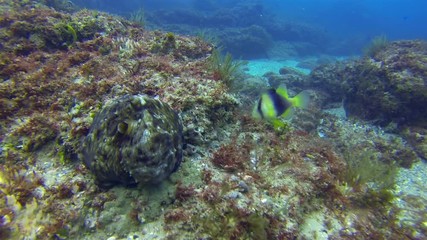 Octopus Hiding & Changing Shape & Colour Camouflage On Coral Reef. Dramatic Pattern On Graceful Squid Octopus In Sunlit Sea. Colourful Dangerous Marine Life & Beautiful Aquatic Underwater Wildlife