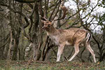 Naklejka na ściany i meble Fallow deer (Dama dama) in rutting season in the forest of Amsterdamse Waterleidingduinen in the Netherlands.