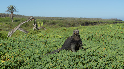 Marine iguana at the Galapago's Islands
