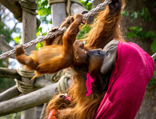 Baby orangutan playing with his father draped in a magenta blanket, who lovingly kisses his son on the forehead.