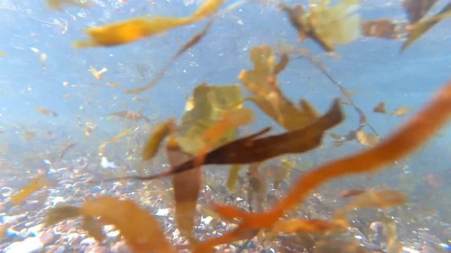 seaweed and sargassum on the shore of the beach at noon