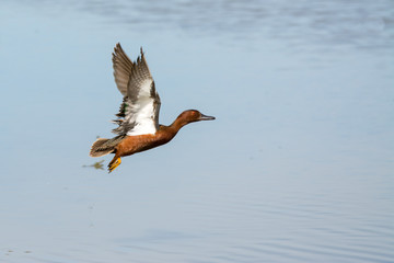 Male drake Cinnamon teal duck flying over water.