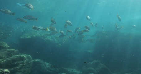 Yellow snapper (Lutjanus argentiventris), hunting sardines, reefs of Sea of Cortez, Pacific ocean. Espiritu santi island, Baja California Sur, Mexico. 