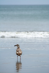Sea gull looking out at the waves of the ocean.