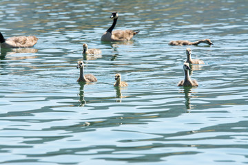 two Canada geese swimming with their goslings 