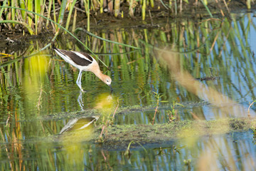 An American Avocet wadding through the wetlands feeding.