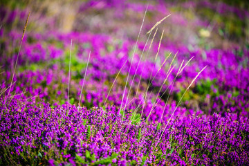Obraz premium Blooming heather near the village of Plumanah. The coast of pink granite is a unique place in Brittany. France
