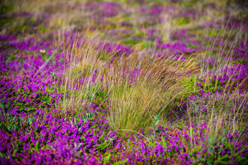 Blooming heather near the village of Plumanah. The coast of pink granite is a unique place in Brittany. France